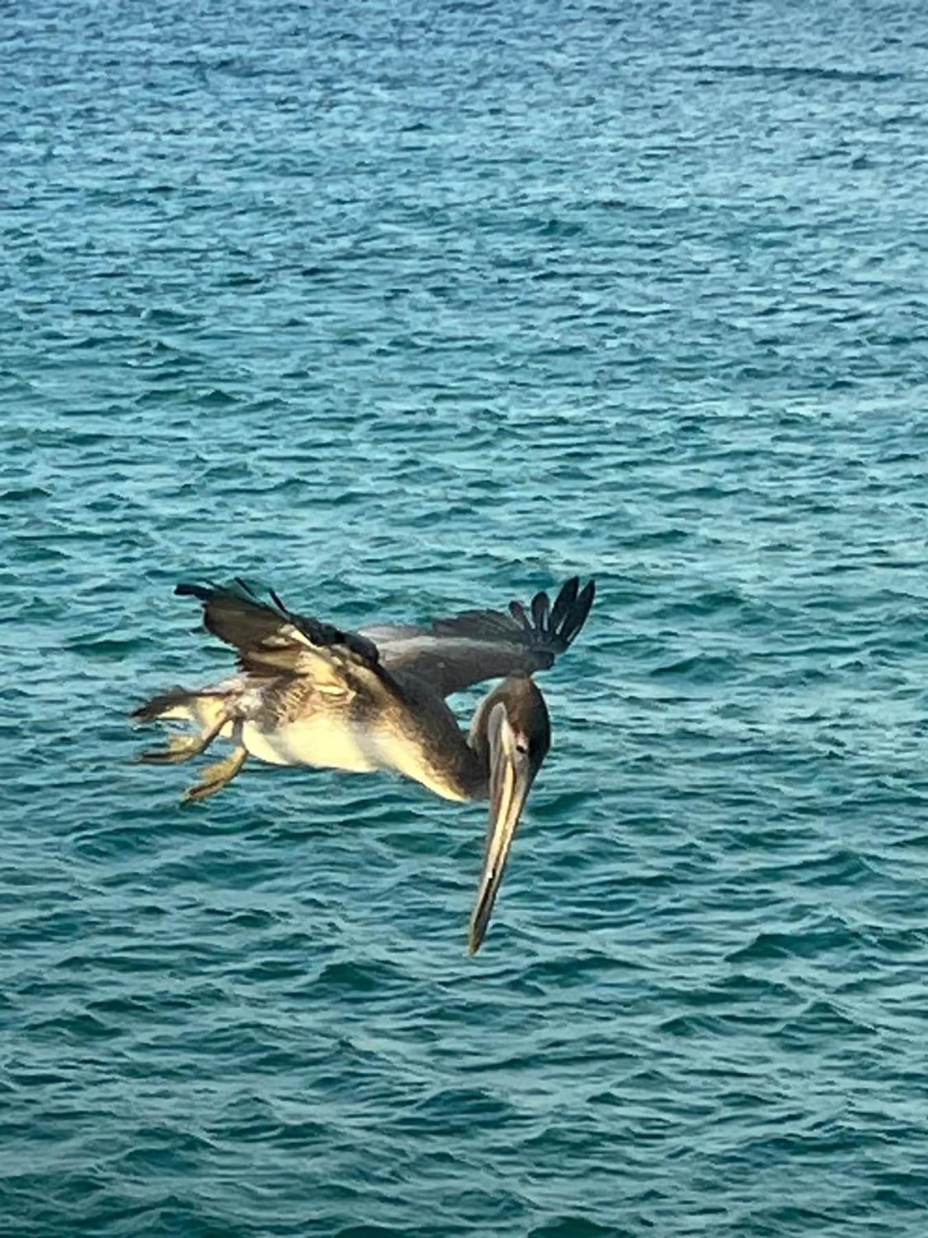 Majestic Blue Dolphin *