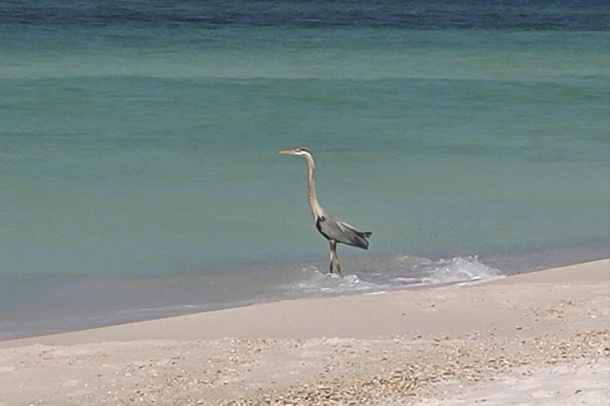 Vivid Seabreeze Holiday home Panama City Beach